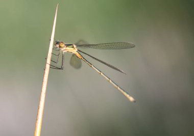 Willow Emerald Damselfly - Chalcolestes viridis