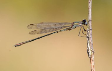 Willow Emerald Damselfly - Chalcolestes viridis