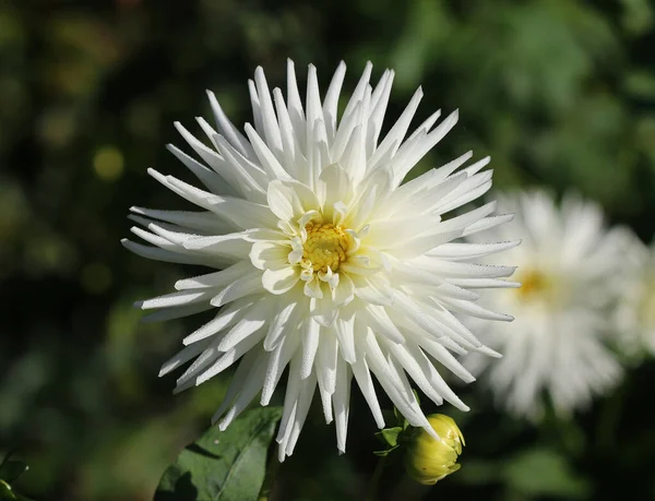 Dahlia Georginen - Tu Tu