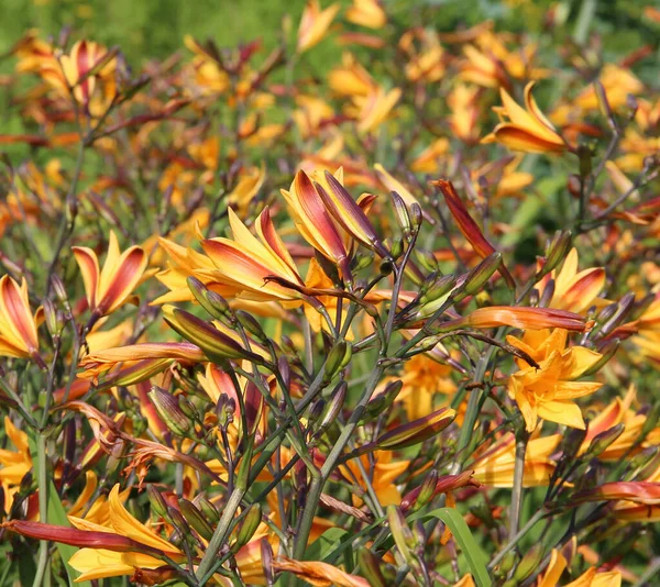 Lily - Lilium - Üreme Rafinerasyonu