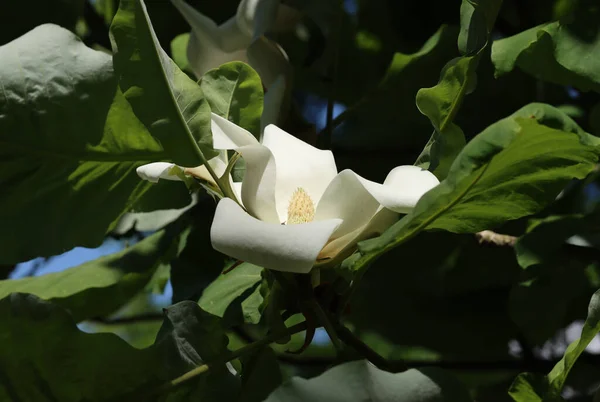 Bigleaf manolyası - Magnolia makrofili