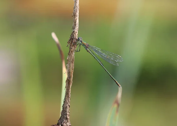 Willow Emerald Damselfly - Chalcolestes viridis