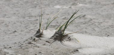 Kumsaldaki kum çimleri rüzgarda