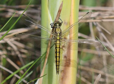 Siyah kuyruklu süzgeç - orthetrum iptali