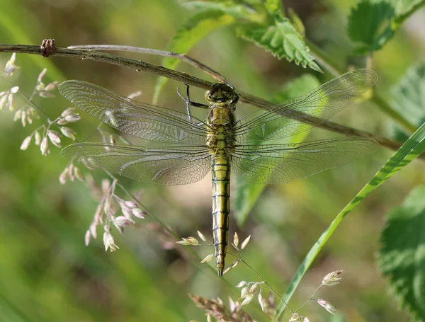 Siyah kuyruklu süzgeç - orthetrum iptali