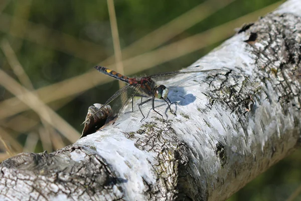 Sarı benekli Beyazsurat - Leucorrhinia pectoralis