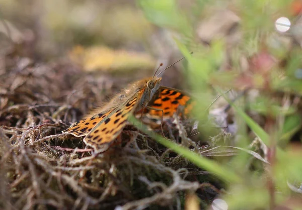 İspanya Kraliçesi Fritillary - İssoria lathonia