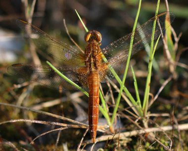 Scarlet Pasifik'ten oğlan - crocothemis erythraea