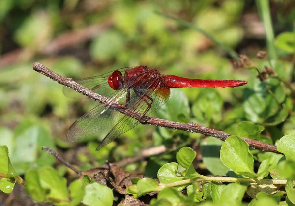 Scarlet Pasifik'ten oğlan - crocothemis erythraea