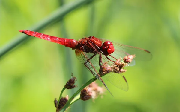 Scarlet Pasifik'ten oğlan - crocothemis erythraea