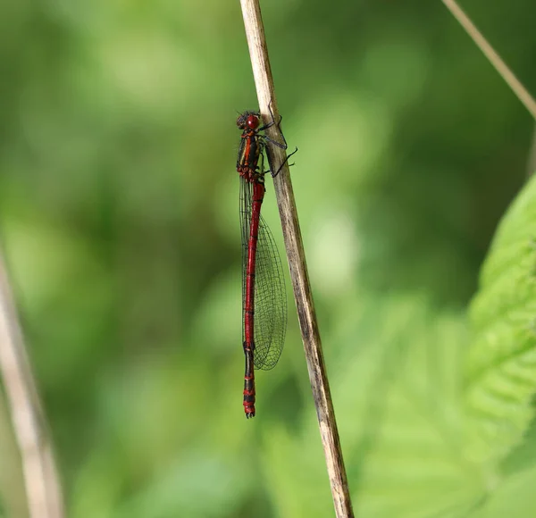 Kırmızı kızböceği - pyrrhosoma nymphula