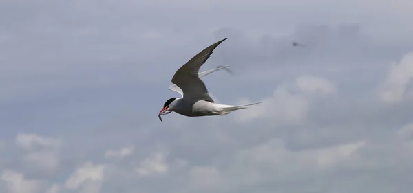 Arktik deniz feneri - Sterna paradisaea