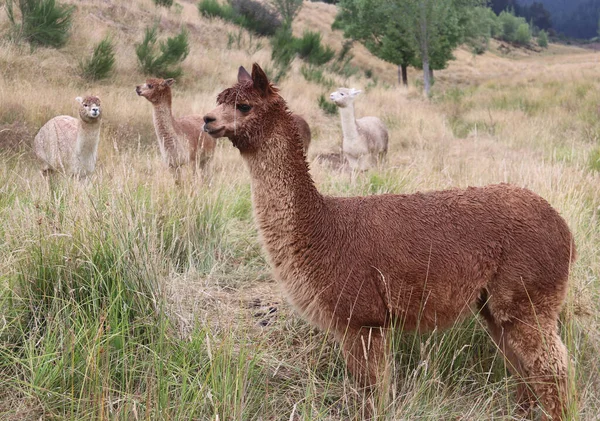 Alpaca - Pako - Vicugna paketleri