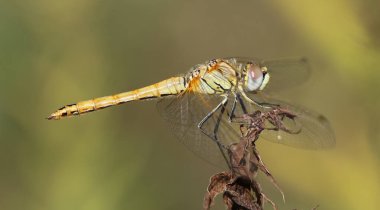 Kırmızı damarlı Darter - Sempozyum fonksiyomu