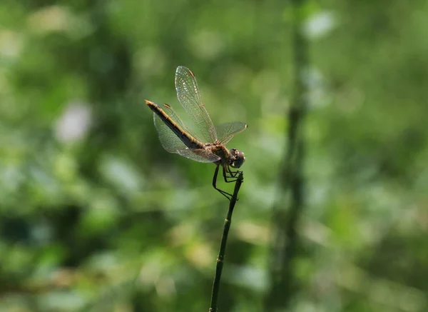 Kırmızı damarlı Darter - Sempozyum fonksiyomu