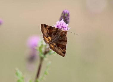 Burnet Dost Güvesi - Euclidia Glyphica
