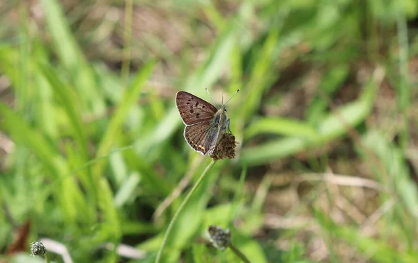 Sooty bakır - Lycaena tityrus