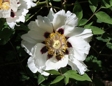 Taşlar şakayık - Peeonia rockii