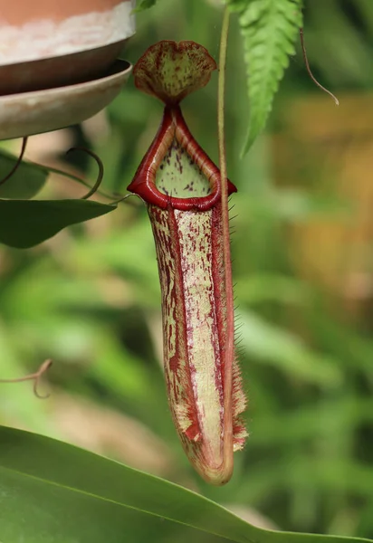 Tropik sürahi bitkileri - Nepenthes