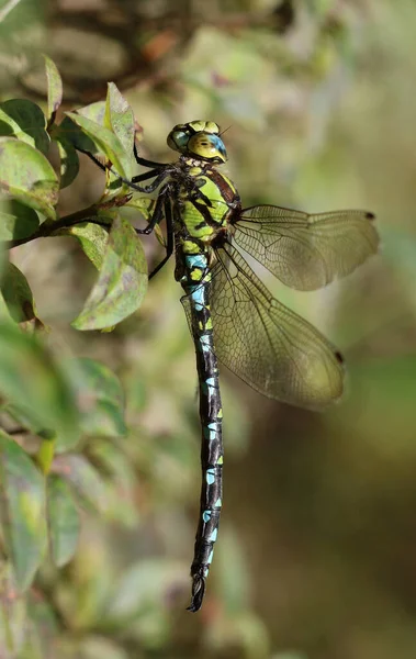 Güney hawker - aeshna cyanea