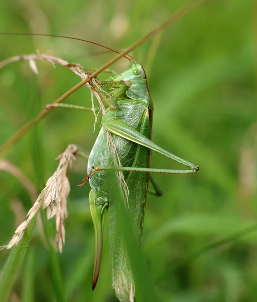 büyük bush-kriket - tettigonia viridissima yeşil