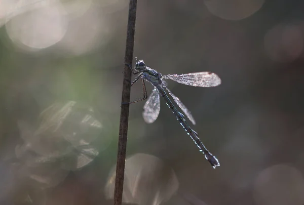Common Spread-wing - Lestes sponsa