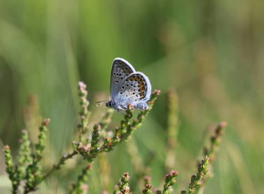 Gümüş saplı mavi Plebejus argus