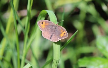 Meadow brown - Maniola jurtina