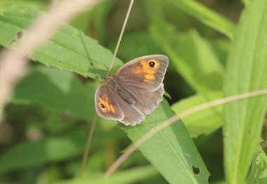 Meadow brown - Maniola jurtina