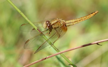 Scarlet Pasifik'ten oğlan - crocothemis erythraea