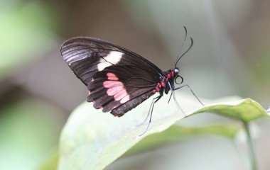 Transandean cattleheart - Parides iphidamas