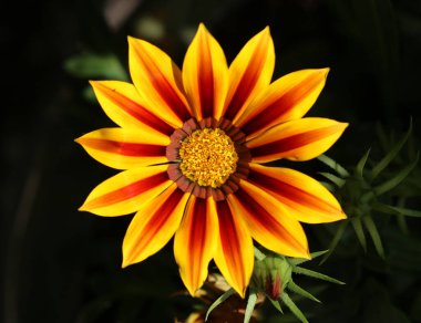 Gazania çiçeği - Gazania rigens
