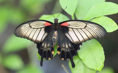 Büyük Mormon - Papilio memnon