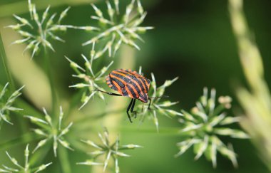 Çizgili Kalkan Böceği - Graphosoma lineatum