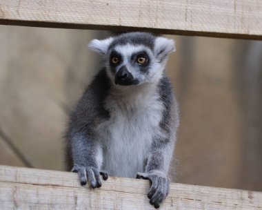 Ring-Tailed Maki - lemur catta
