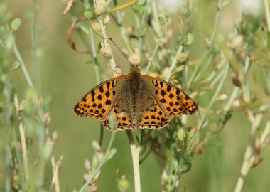 İspanya Kraliçesi Fritillary - İssoria lathonia