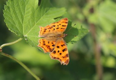 Virgül Kelebeği - Polygonia c-albümü