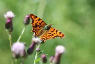 Virgül Kelebeği - Polygonia c-albümü