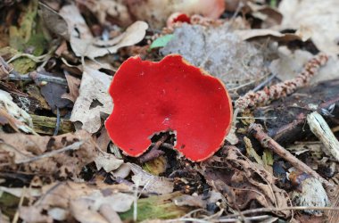 Kırmızı elf fincanı - Sarcoscypha coccinea