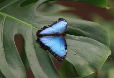 Pelees blue morpho - Morpho Peleides