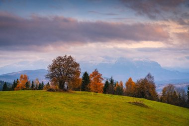 Sonbahar ağaçları ve yumuşak pastel bulutların altında uzak dağlarla yuvarlanan yeşil yamaçlar, sakin kırsal manzaralar mevsimsel renkler ve doğal uyum sergiliyor.