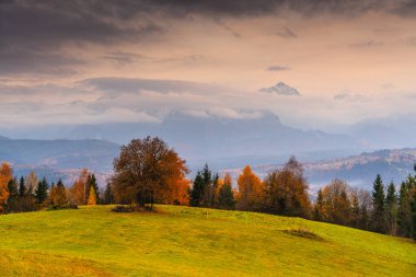 Litwina 'dan gelen kırsal sonbahar manzarası, yumuşak ışık ve atmosferik sisle donuk gökyüzünün altında çayır, orman kenarı ve uzak Tatra Dağlarını gösteriyor.