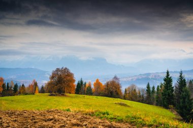 Renkli ağaçlar ve dağ siluetleriyle sonbahar çayırları sisli, bulutlu gökyüzü altındaki yumuşak ışık mevsimsel atmosferli huzurlu kırsal alanlar yaratıyor.