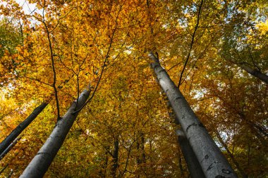 Sonbahar orman manzarası Renkli yapraklar ve yapraklar.