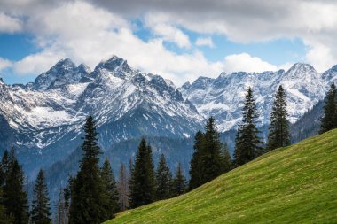 Kısmen karla kaplı görkemli Tatra Dağları manzarası, yemyeşil çayırlar ve ön planda koyu çam ormanları