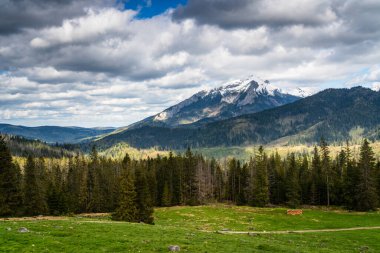Polonya 'nın Tatra Dağları' ndaki Rusinowa Polana manzarasında yemyeşil bir çayır, yoğun bir çam ormanı ve dramatik bulutlu bir gökyüzü altında görkemli karla kaplı dağlar var.