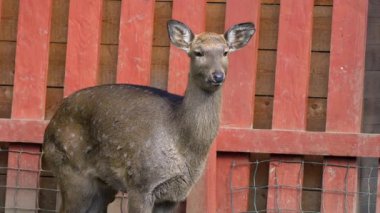 Benekli kahverengi kürklü genç bir geyik, yıpranmış kırmızı ahşap bir çitle sarılı bir duvarda dikilirken kameraya bakar.