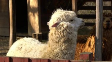 Tüylü beyaz alpaka ve tüylü kahverengi alpaka, ahşap yapılar ve çitlerle çevrili bir açık havada görülmektedir.