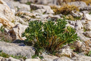 Türkiye 'nin engebeli, güneşten sırılsıklam olmuş kayalık arazisinde yoğun yapraklı canlı bir yeşil çalı yeşeriyor