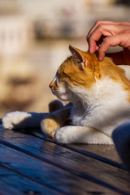 Bir insanın eli, gevşemiş bir kedinin kafasını hafifçe okşar ve yıpranmış ahşap bir masada güneşin tadını çıkarır.